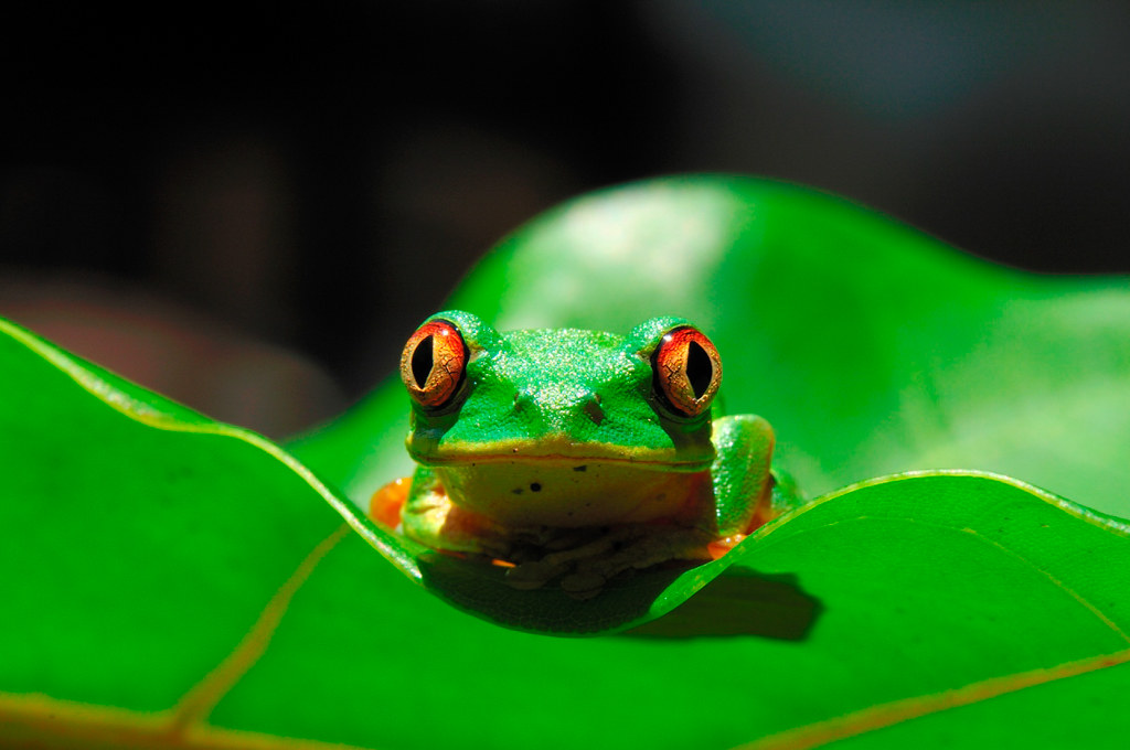 Green African tree frog staring directly at the camera. | Flickr
