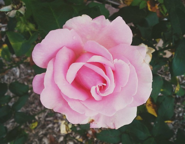 Pink Rose [3]