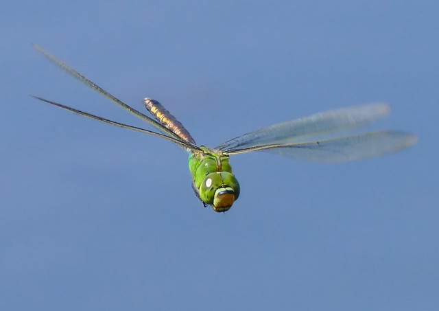 Dragonfly in flight (Lesser Emperor = GINN-YANNMA=ギンヤンマ=銀蜻蜓) P1130275