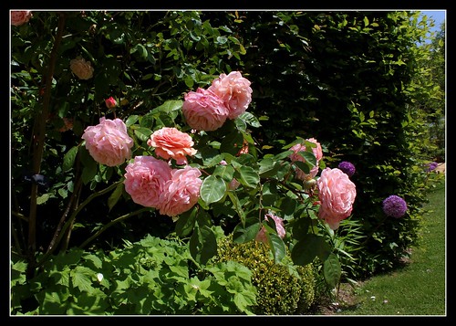 rosier - identification 11 - magnifique rosier à Chaumont 22220957899_357e24f2eb