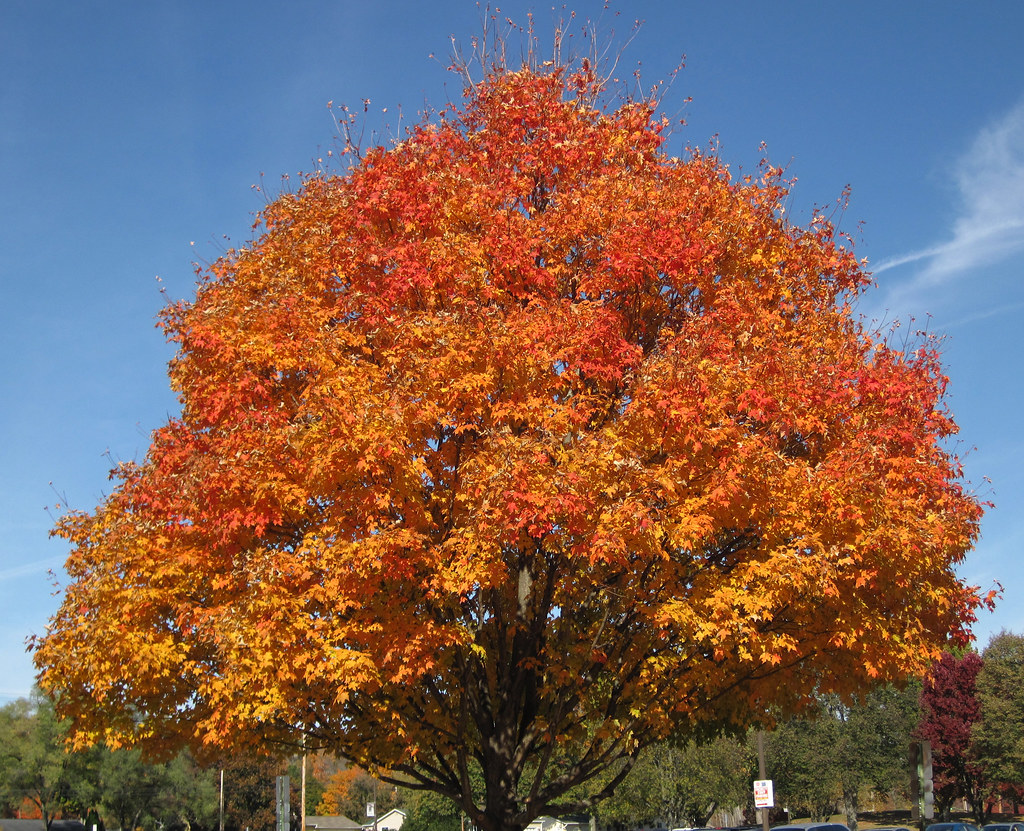 Acer saccharum (sugar maple tree in fall colors) (Newark campus of Ohio State University, Newark, Ohio, USA) (23 October 2015) 1