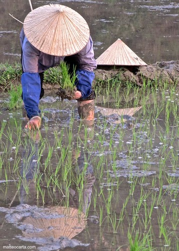 Pickiung Ricer Picking Rice | With almost 40 thousand tonnes, Vietnam is th… | Flickr