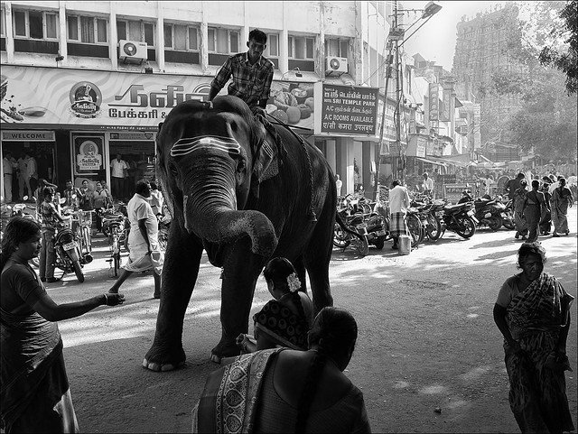 People in India: Temple Elephant