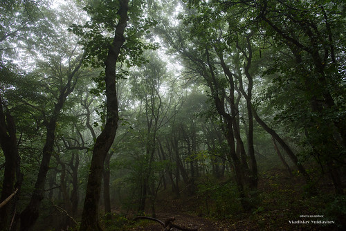 wood morning trees sky leaves fog landscape nikon track russia outdoor mount greens d750 beshtau 2018g
