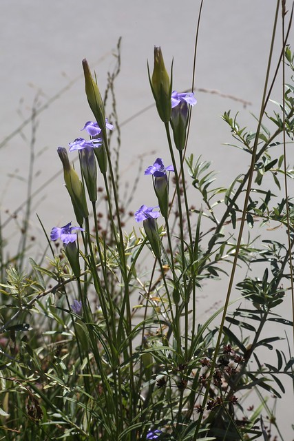 Gentianopsis barbata (Gentianaceae)