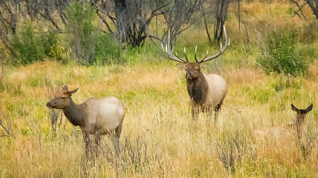 male elk following female