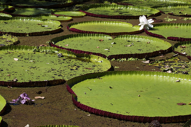 amazon water lilies
