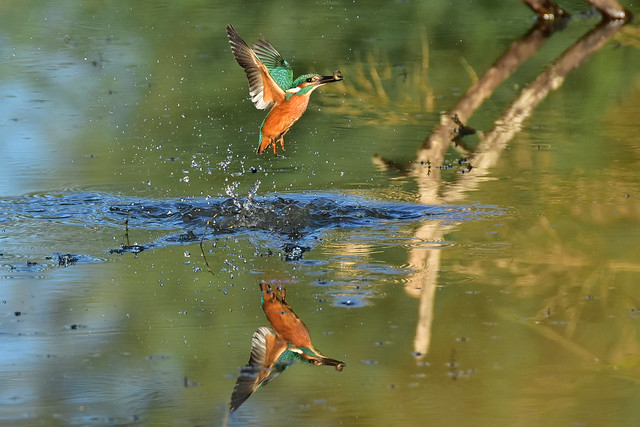 Eisvogel - kingfisher - alcedo atthis