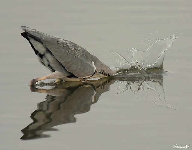 Grey Heron Strike