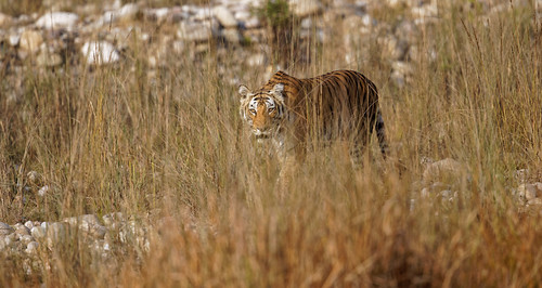 forest cat animals natural animal india walking wildlife wild tiger habitat tigress canon uttarakhand bijrani corbetttigerreserve 5dmarkiv