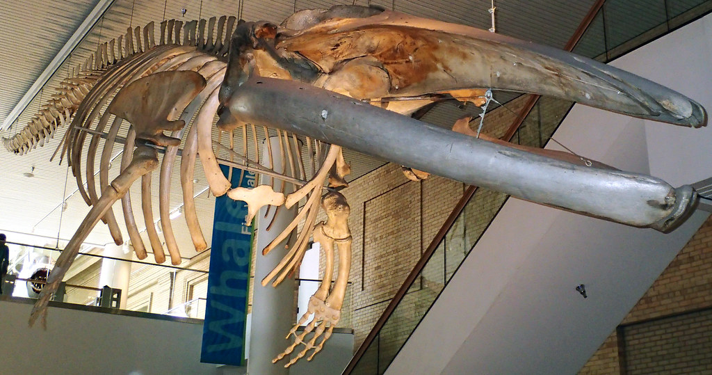 Balaenoptera physalus (finback whale) (North Atlantic Ocea… | Flickr