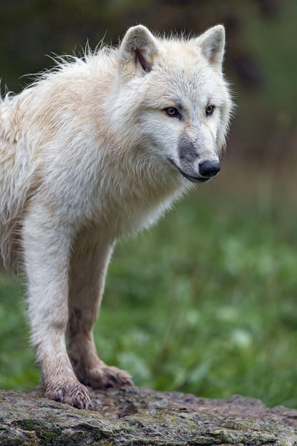 The pretty female wolf again