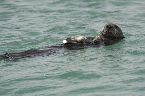 Sea Otter_IMG_0796_edited-1 | Sea Otter (Enydra lutris : Mus… | Flickr