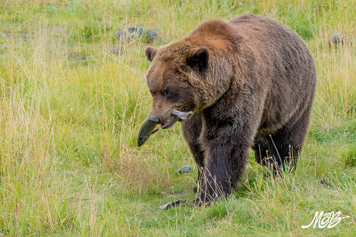 Bear, Alaska Wildlife Conservation Center