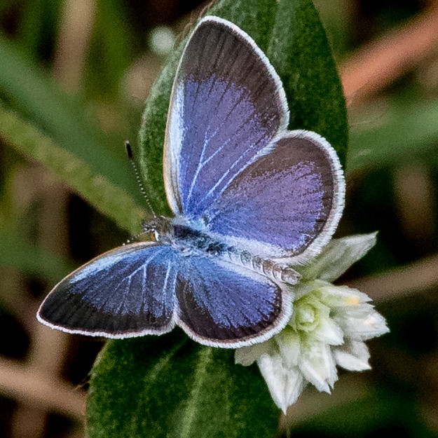 Lesser grass blue butterfly (Zizina otis lampa)