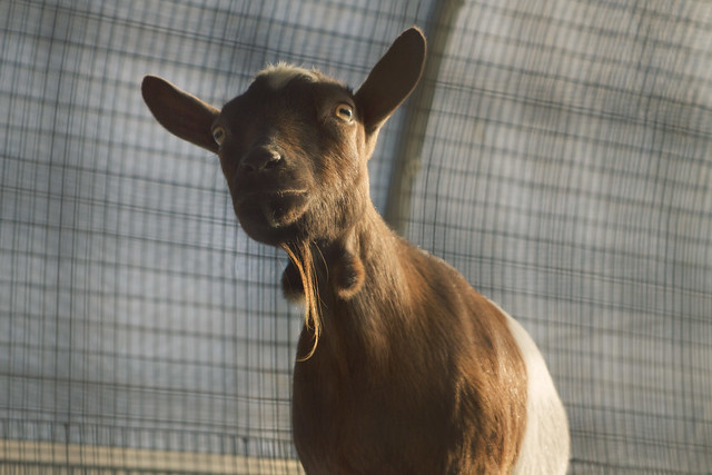Goat at Tindercrop Farm; Newbury, Massachusetts (2015)