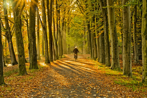 autumn belgium brugge ryckevelde