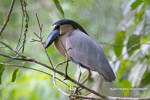Boat-Billed Heron (cochlearius cochlearius) | by Dustin Murray Photography