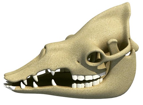 3D #Camel #Dromedary #Skull #3DModel | by 3D Models for Computer Graphics