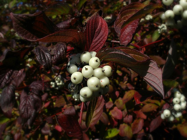Red Leaves, White Berries