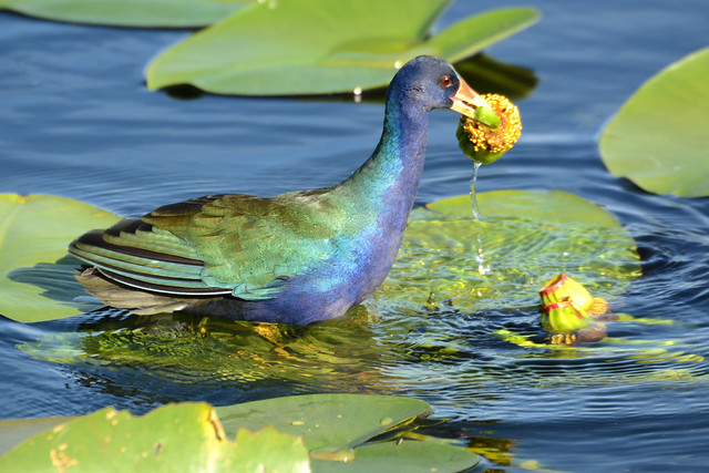 Purple Gallinule with Spatterdock Lily
