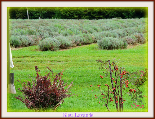 flower green field landscape rouge vert frame paysage lavande champ arbuste bleulavande 20150926vacancesdété