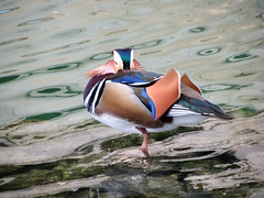 Mandarin Ducks @ San Anton Gardens