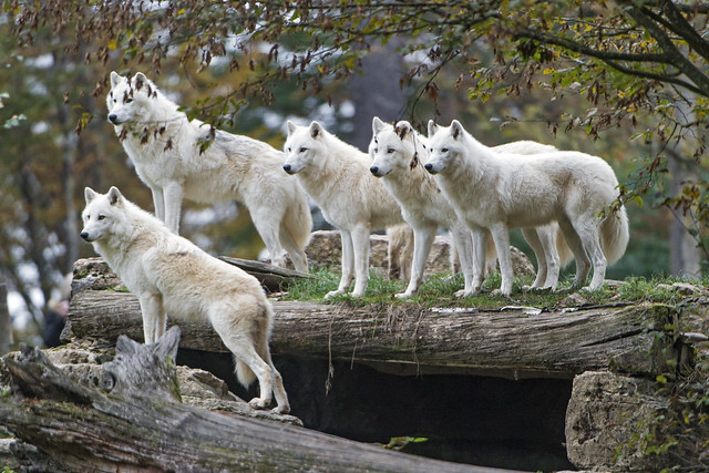 Lots of arctic wolves posing