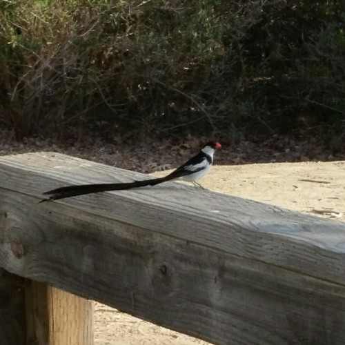 Pin-tailed Whydah 16-3606