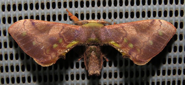 bombycid moth