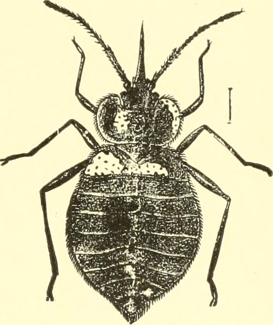 Image from page 170 of 