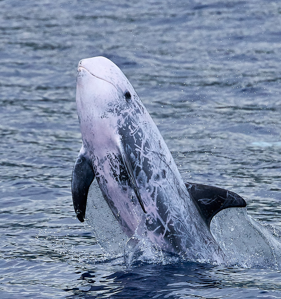 Risso's dolphin (grampus griseus) | These dolphins are big a… | Flickr