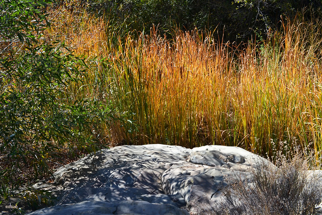 Cattails in Autumn, California