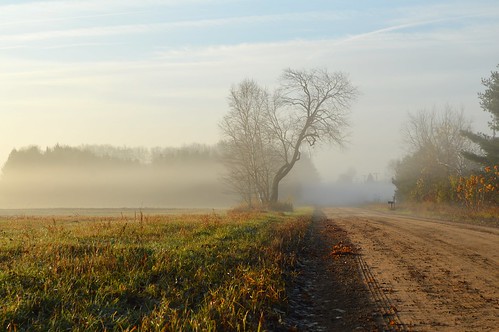 nature road country fog morning
