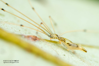 Daddy-long-legs spider (Metagonia cf. maldonado) - DSC_3002