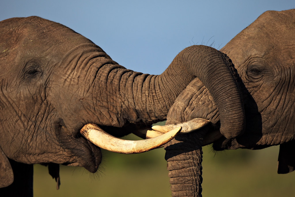 Image: Elephant Embrace