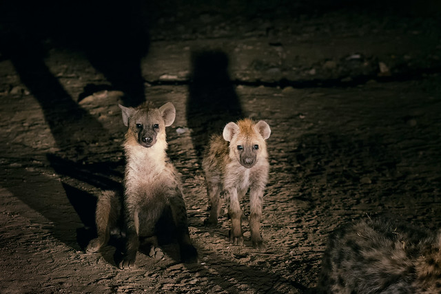 Hyena's on the streets of Harar