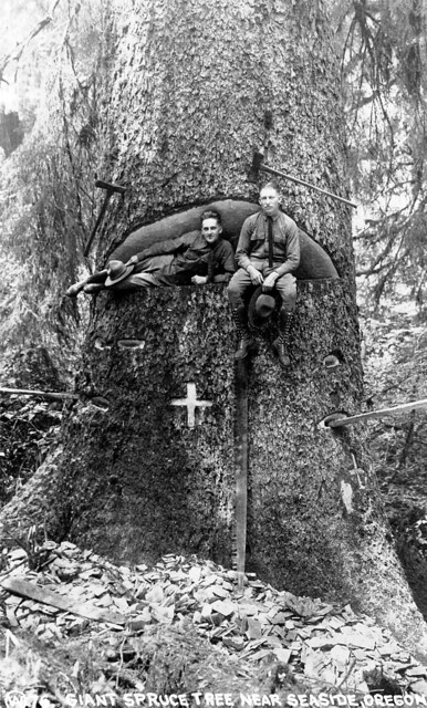 76 Giant Spruce Tree Near Seaside Oregon