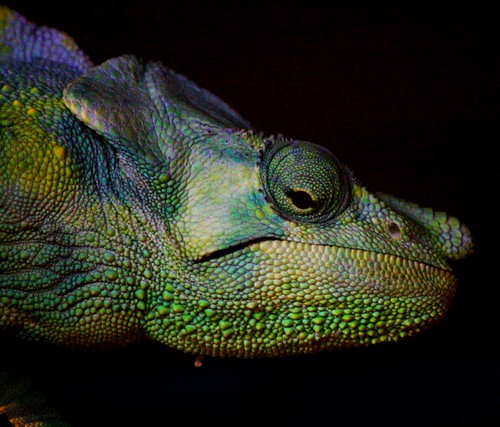 Rainbow chameleon | Viscountess vicky Saunders | Flickr