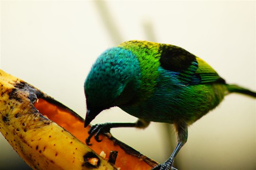 DSC08887 | by ambrogi_taubate