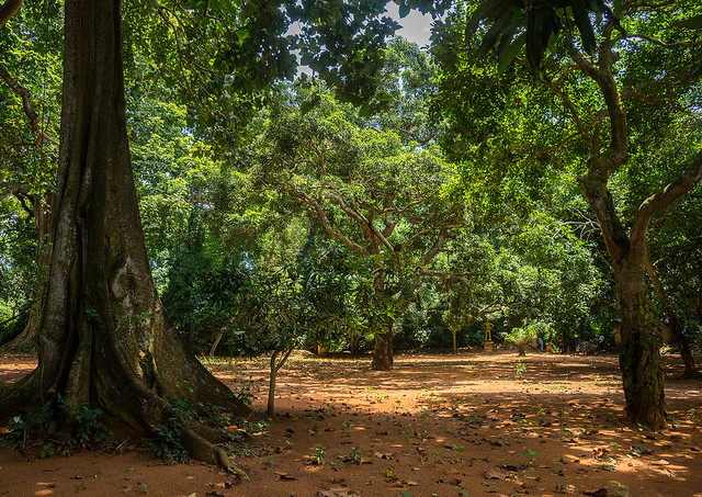 Benin, West Africa, Ouidah, sacred forest of kpasse