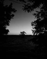 Distant Cypress