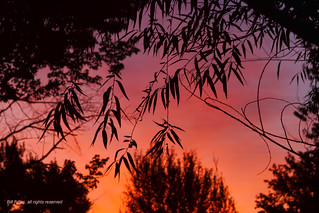 Sunrise and Silhouetted Leaves IMG_5083R