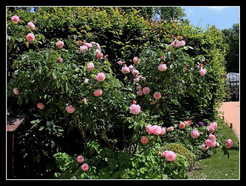 rosier - identification 11 - magnifique rosier à Chaumont 22418595781_bbf7d2c417