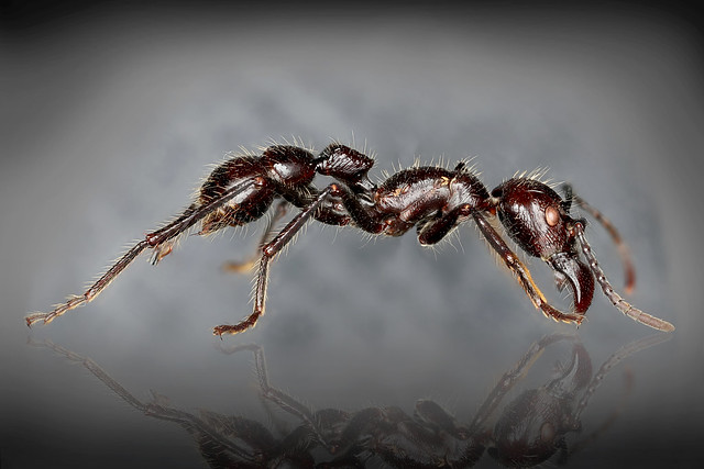 bullet ant, peru, Paraponera clavata