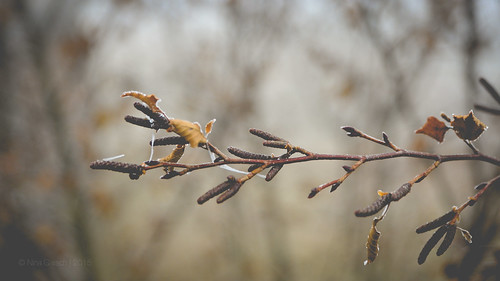 Winter | DSC_2737med | nina_gaisch | Flickr