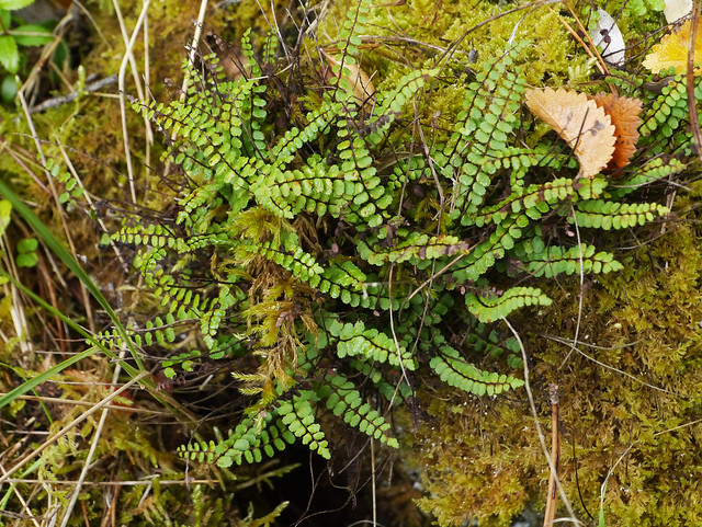 Maidenhair spleenwort (Asplenium trichomanes), Pebrieres