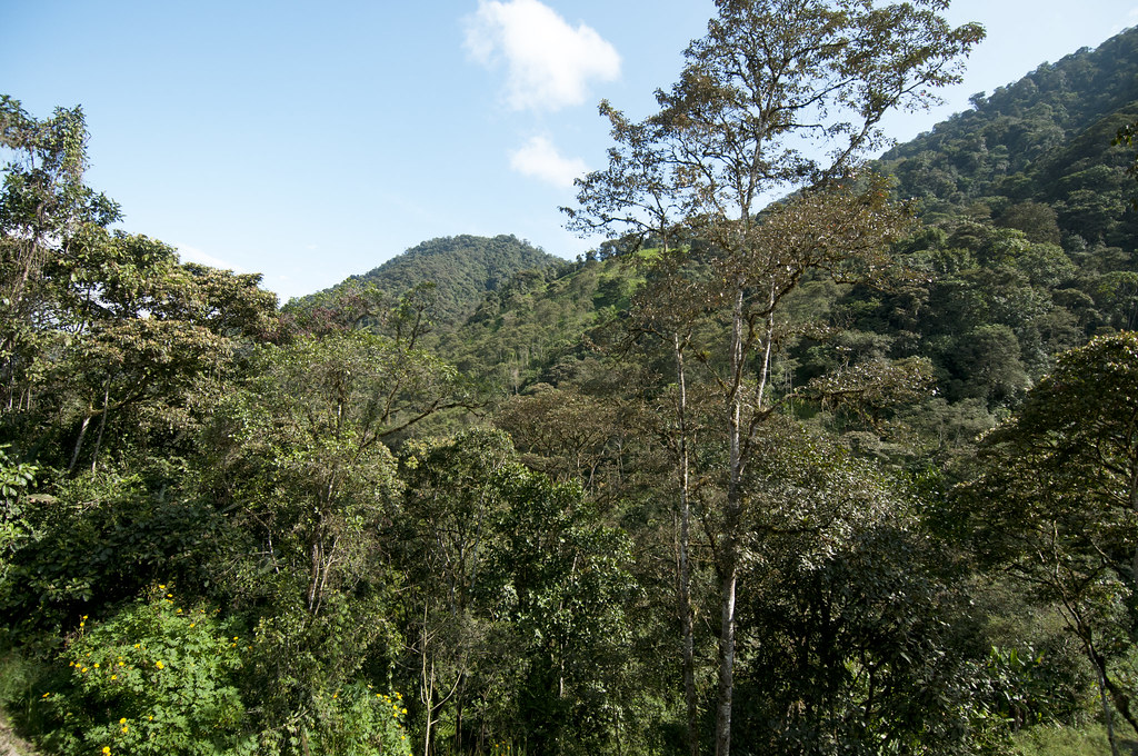 Waisali Rainforest Reserve
