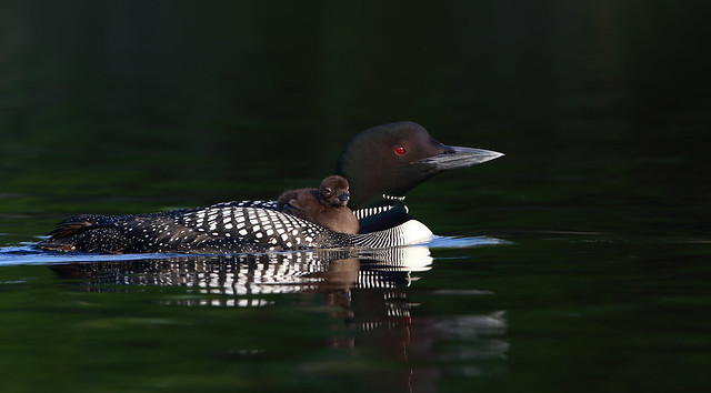 Common loon with chick (Explored)