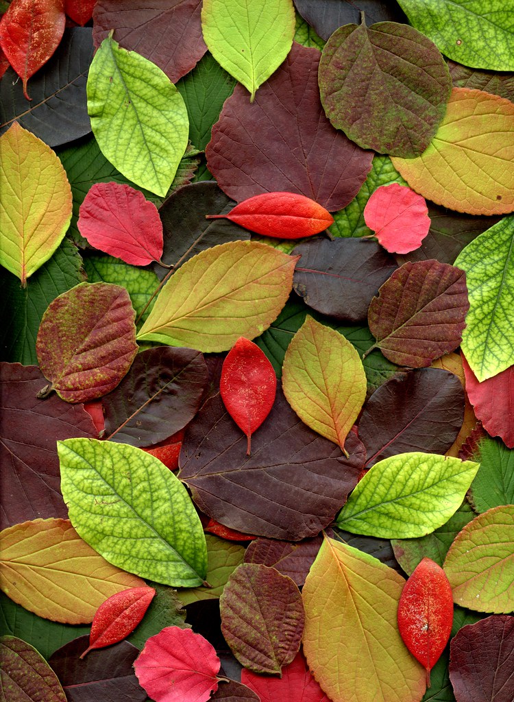 56910.01 fall leaves | Fred Michel | Flickr
